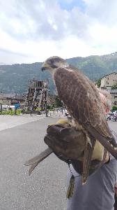 new_new_new_2-mai-2024-saillon : 2250x4000